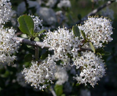 Ceanothus cuneatus