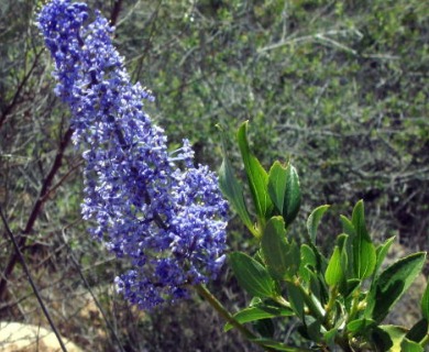 Ceanothus cyaneus