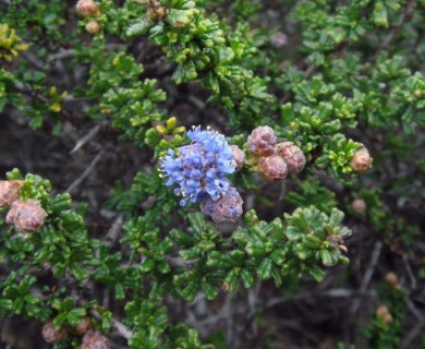 Ceanothus dentatus