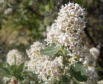 Ceanothus fendleri