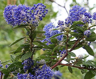 Ceanothus foliosus