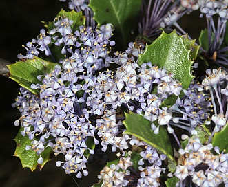 Ceanothus gloriosus