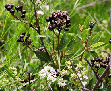 Ceanothus herbaceus