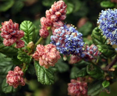 Ceanothus impressus