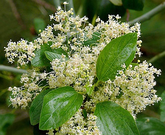 Ceanothus incanus