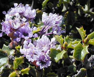 Ceanothus jepsonii