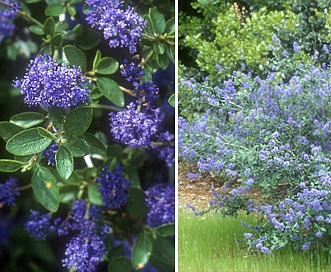 Ceanothus lemmonii