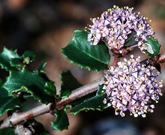 Ceanothus masonii