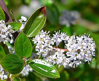 Ceanothus oliganthus