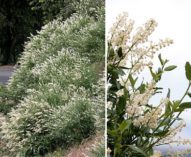 Ceanothus palmeri