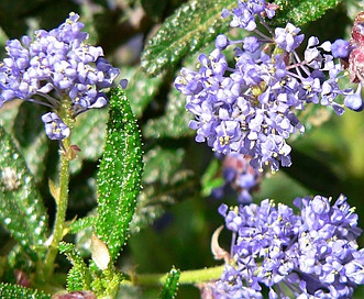 Ceanothus papillosus