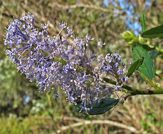 Ceanothus parryi