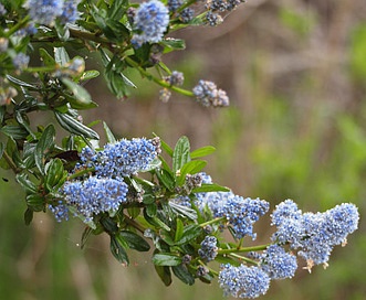 Ceanothus parvifolius