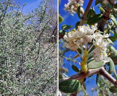 Ceanothus pauciflorus