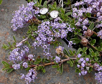 Ceanothus pumilus