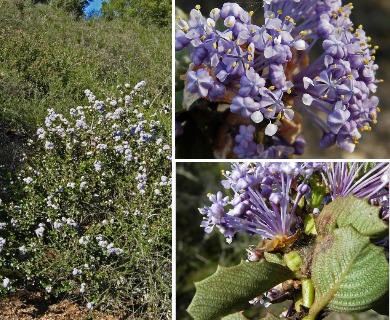 Ceanothus purpureus