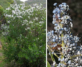 Ceanothus spinosus