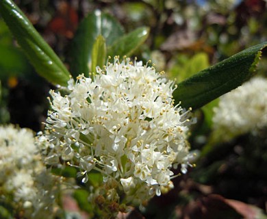 Ceanothus velutinus