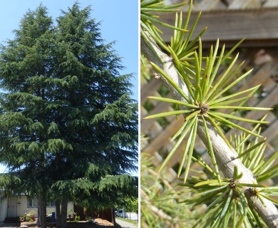 Cedrus deodara