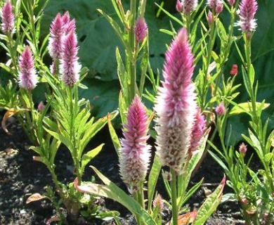 Celosia argentea