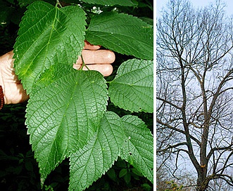 Celtis occidentalis