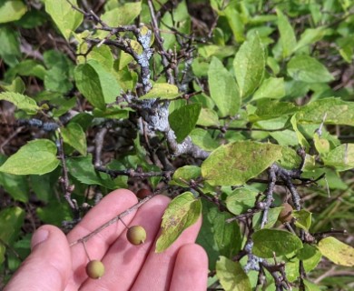 Celtis tenuifolia