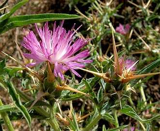 Centaurea calcitrapa