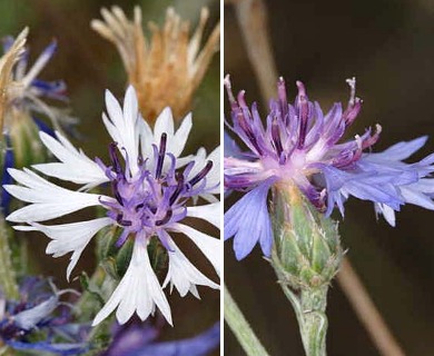 Centaurea cyanus