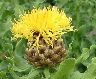 Centaurea macrocephala