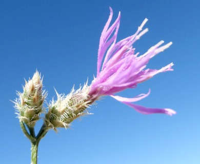 Centaurea virgata