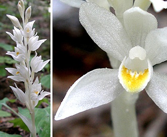 Cephalanthera austiniae