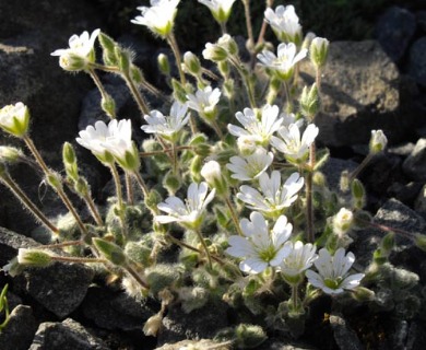 Cerastium alpinum