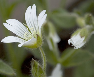 Cerastium beeringianum