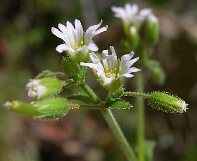 Cerastium brachypodum