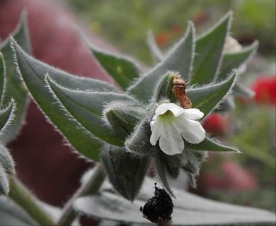 Cerastium dichotomum