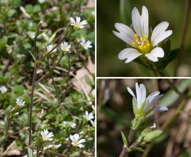 Cerastium dubium