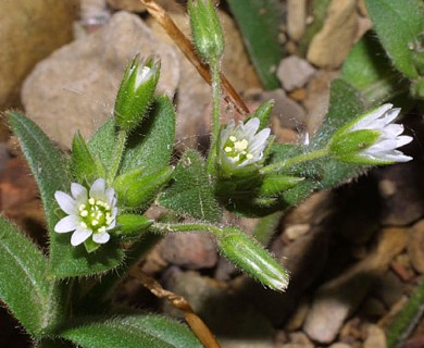 Cerastium fontanum