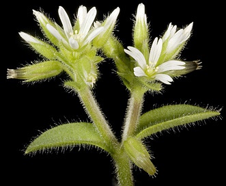 Cerastium glomeratum