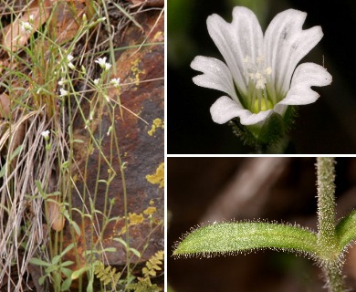 Cerastium texanum