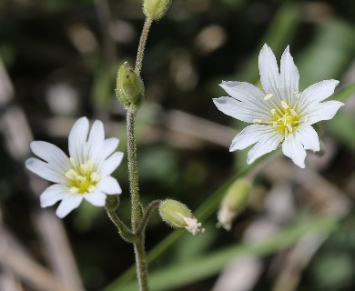 Cerastium velutinum