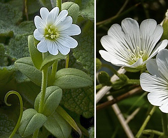 Cerastium viride