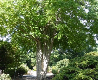 Cercidiphyllum japonicum