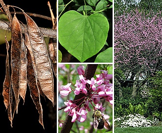 Cercis canadensis