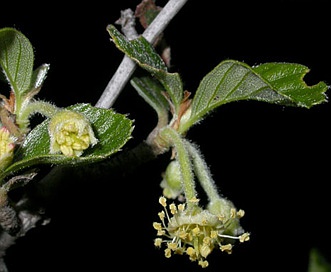 Cercocarpus betuloides