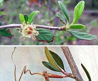 Cercocarpus breviflorus