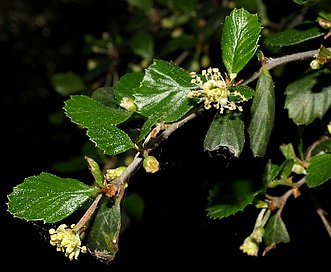 Cercocarpus minutiflorus