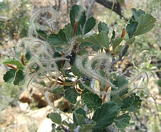 Cercocarpus montanus