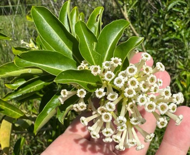Cestrum diurnum