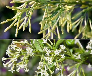 Cestrum nocturnum