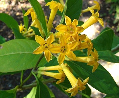 Cestrum parqui